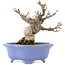 Viburnum Dilatatum, 14,5 cm, ± 15 years old, in a handmade Japanese pot by Shozan