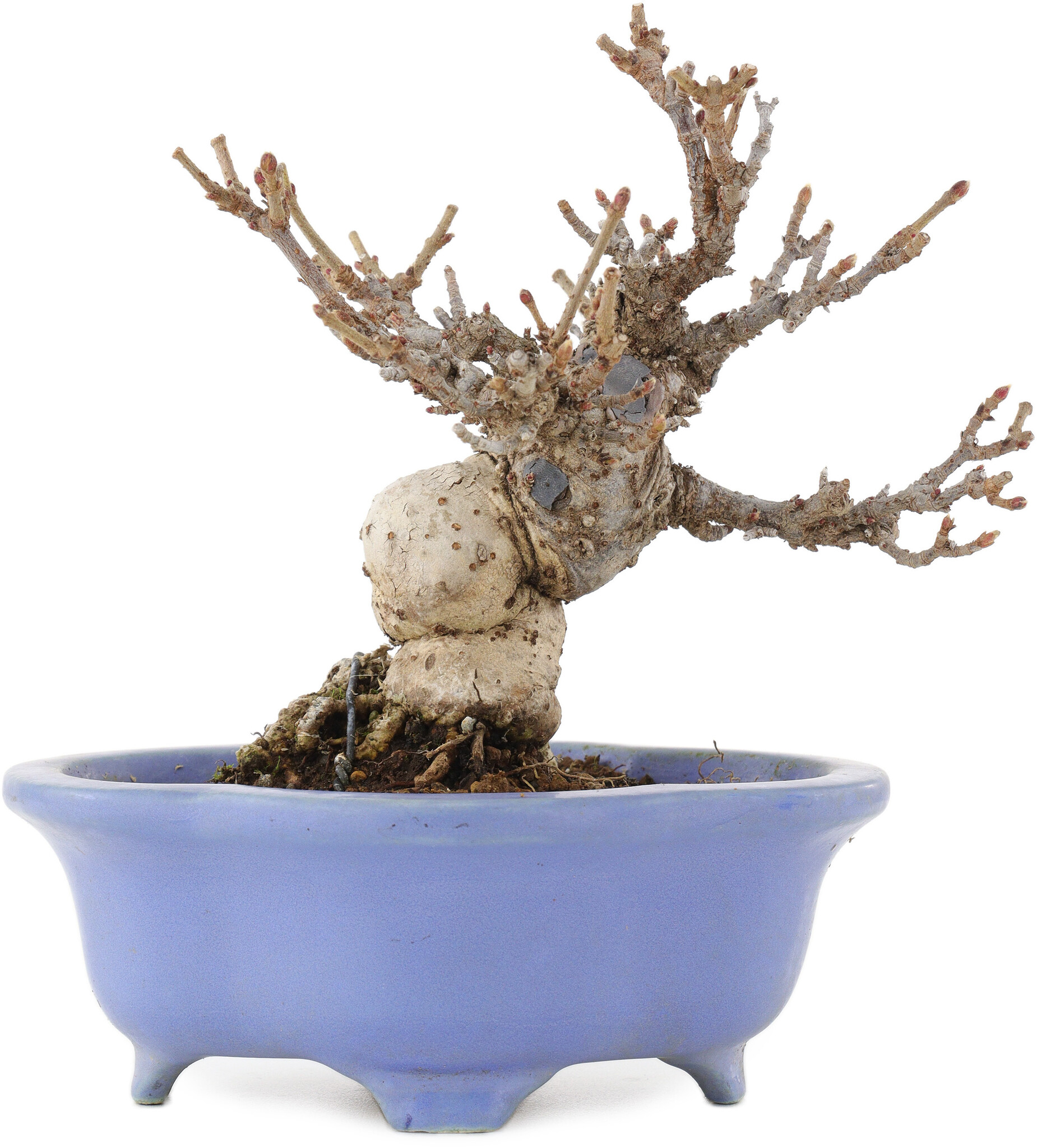 Viburnum Dilatatum, 14,5 cm,  15 years old, in a handmade Japanese pot by  Shozan - Bonsai Plaza
