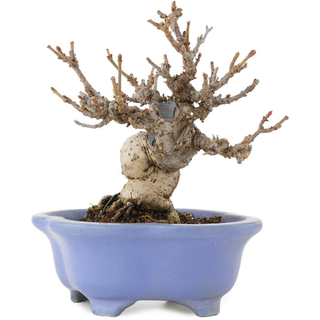 Viburnum Dilatatum, 14,5 cm, ± 15 ans, dans un pot japonais fait main par Shozan