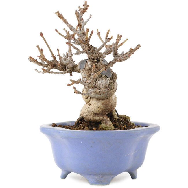 Viburnum Dilatatum, 14,5 cm, ± 15 Jahre alt, in einem handgefertigten japanischen Topf von Shozan