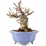 Viburnum Dilatatum, 14,5 cm, ± 15 anni, in un vaso giapponese fatto a mano da Shozan