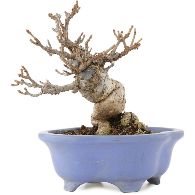 Viburnum Dilatatum, 14,5 cm, ± 15 years old, in a handmade Japanese pot by Shozan