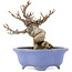 Viburnum Dilatatum, 14,5 cm, ± 15 years old, in a handmade Japanese pot by Shozan