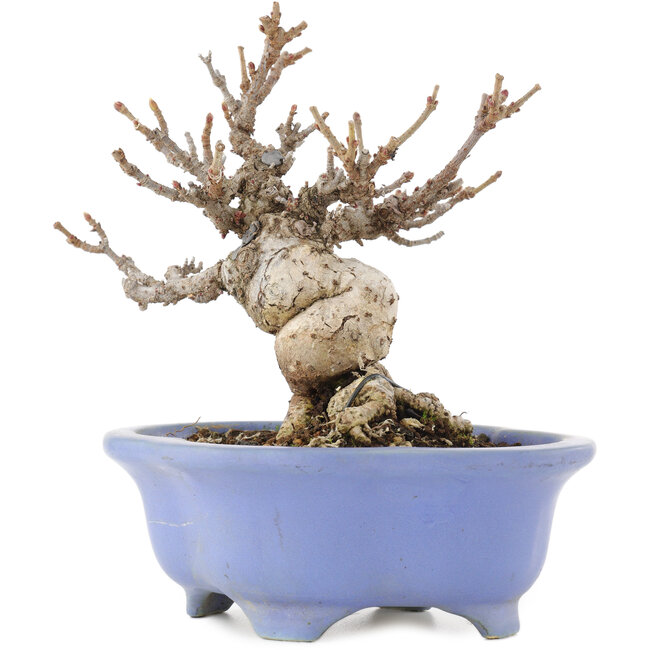 Viburnum Dilatatum, 14,5 cm, ± 15 years old, in a handmade Japanese pot by Shozan