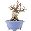 Viburnum Dilatatum, 14,5 cm, ± 15 years old, in a handmade Japanese pot by Shozan