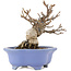 Viburnum Dilatatum, 14,5 cm, ± 15 years old, in a handmade Japanese pot by Shozan