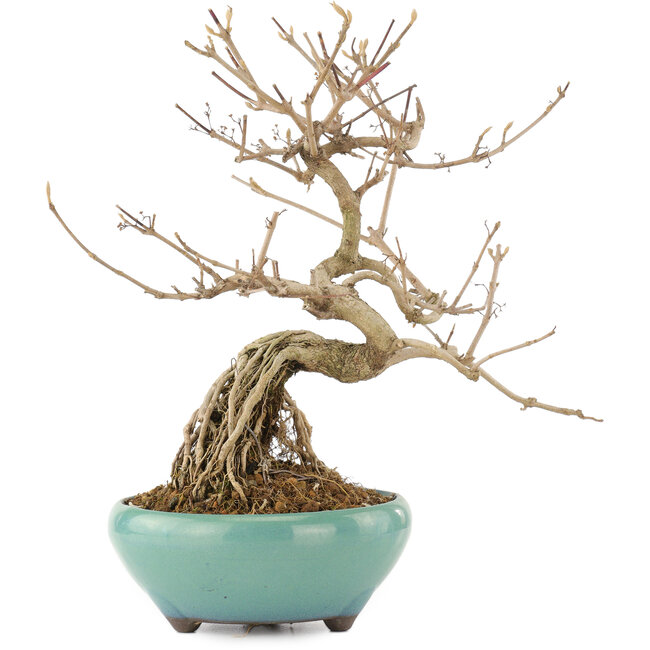 Callicarpa japonica, 21,5 cm, ± 12 ans