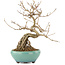 Callicarpa japonica, 21,5 cm, ± 12 ans