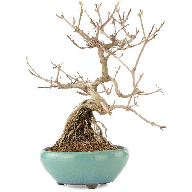 Callicarpa japonica, 21,5 cm, ± 12 jaar oud