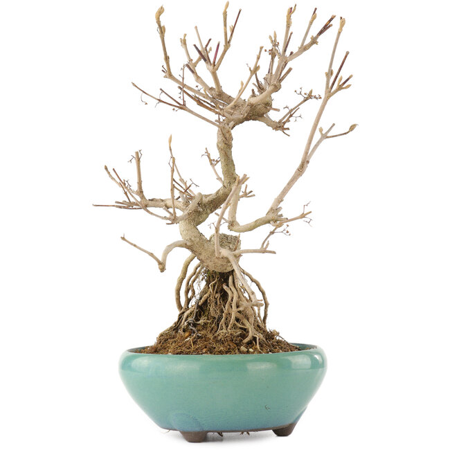 Callicarpa japonica, 21,5 cm, ± 12 Jahre alt