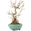 Callicarpa japonica, 21,5 cm, ± 12 ans