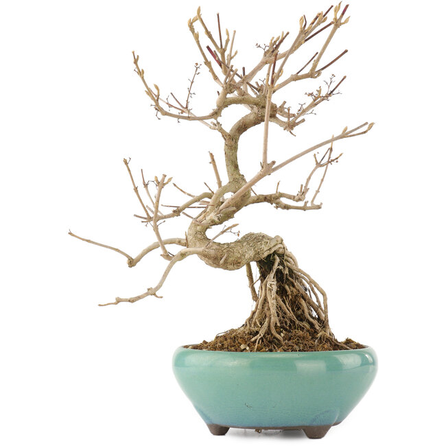 Callicarpa japonica, 21,5 cm, ± 12 Jahre alt