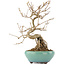 Callicarpa japonica, 21,5 cm, ± 12 ans