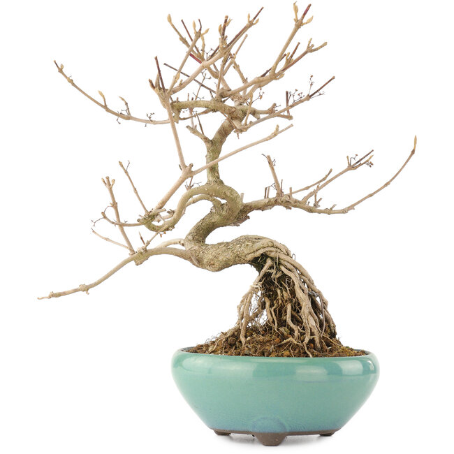 Callicarpa japonica, 21,5 cm, ± 12 anni