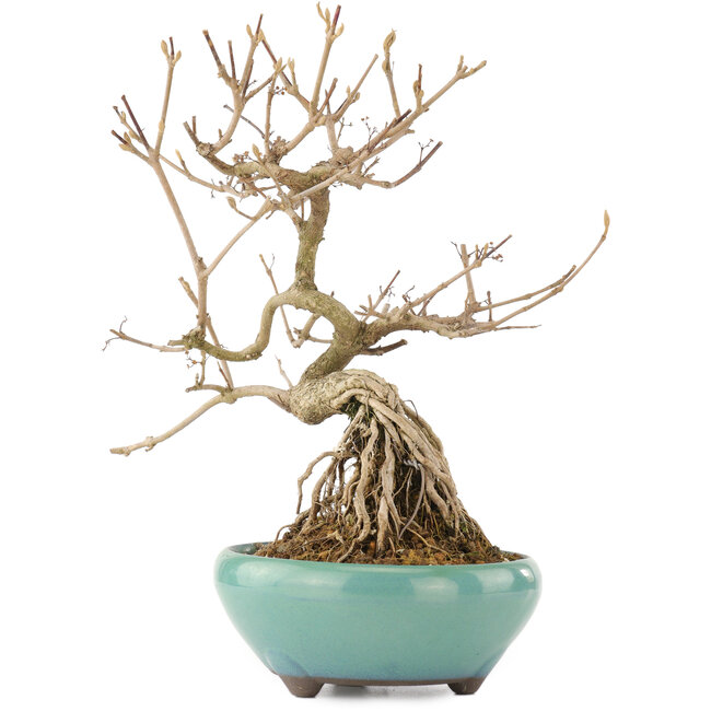 Callicarpa japonica, 21,5 cm, ± 12 Jahre alt