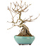 Callicarpa japonica, 21,5 cm, ± 12 ans