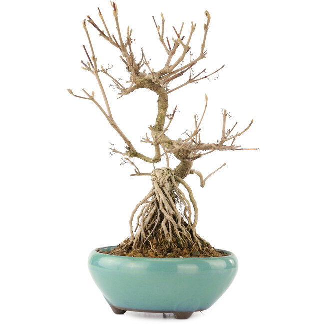 Callicarpa japonica, 21,5 cm, ± 12 Jahre alt