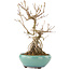 Callicarpa japonica, 21,5 cm, ± 12 ans