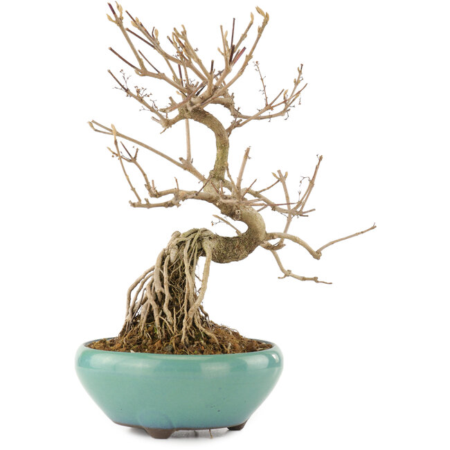 Callicarpa japonica, 21,5 cm, ± 12 jaar oud