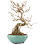 Callicarpa japonica, 21,5 cm, ± 12 ans