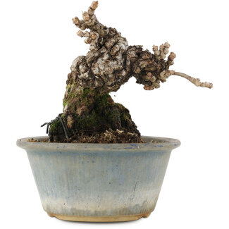 Parthenocissus, 13,5 cm, ± 20 Jahre alt