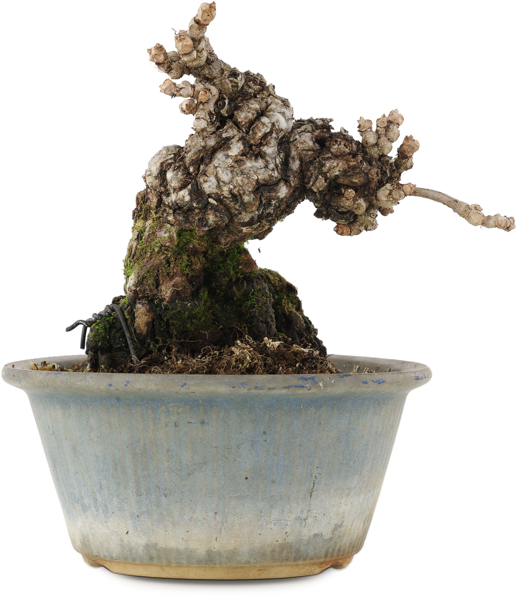 Parthenocissus, 13,5 cm,  20 Jahre alt - Bonsai Plaza