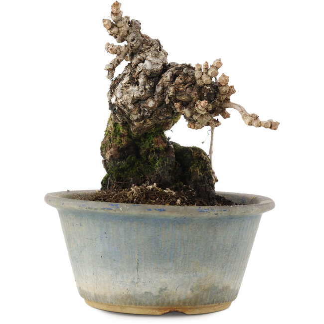 Parthenocissus, 13,5 cm, ± 20 jaar oud