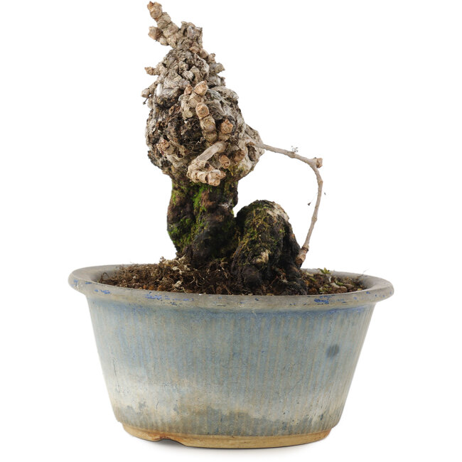 Parthenocissus, 13,5 cm, ± 20 jaar oud