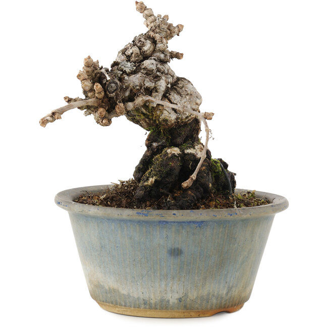 Parthenocissus, 13,5 cm, ± 20 jaar oud