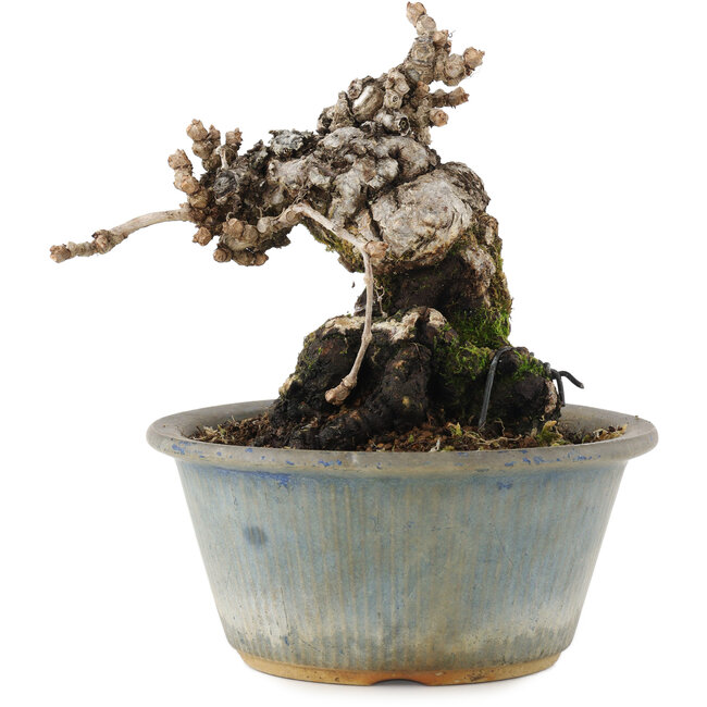 Partenociso, 13,5 cm, ± 20 anni