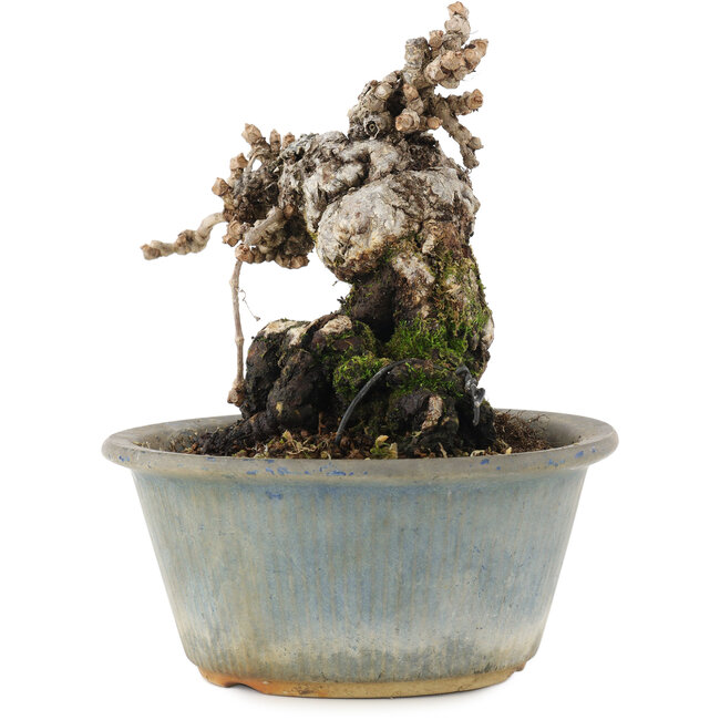 Parthenocissus, 13,5 cm, ± 20 Jahre alt