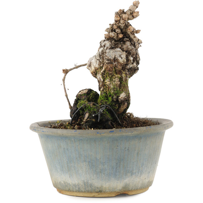 Partenociso, 13,5 cm, ± 20 años