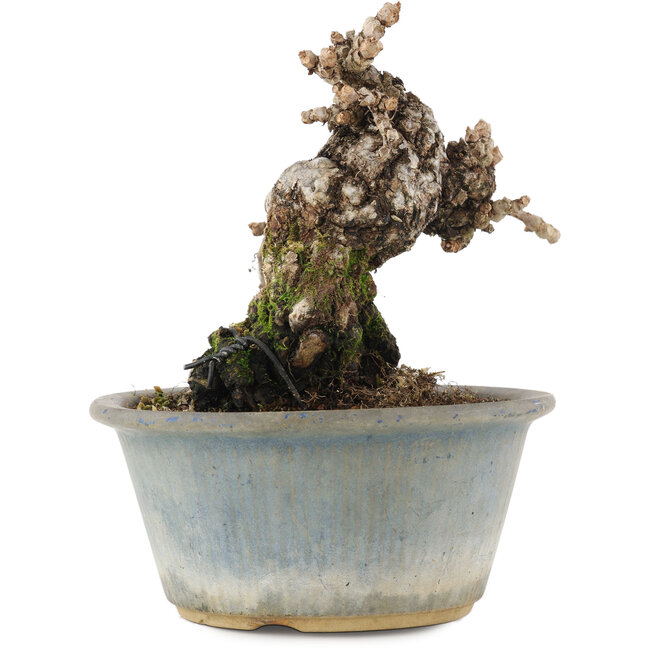 Partenociso, 13,5 cm, ± 20 anni