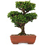 Cryptomeria japonica, 20,5 cm, ± 15 years old