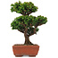 Cryptomeria japonica, 20,5 cm, ± 15 years old