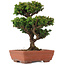 Cryptomeria japonica, 20,5 cm, ± 15 ans