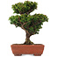 Cryptomeria japonica, 20,5 cm, ± 15 ans