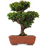 Cryptomeria japonica, 20,5 cm, ± 15 years old