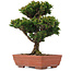 Cryptomeria japonica, 20,5 cm, ± 15 anni