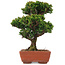 Cryptomeria japonica, 20,5 cm, ± 15 years old