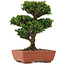 Cryptomeria japonica, 20,5 cm, ± 15 years old