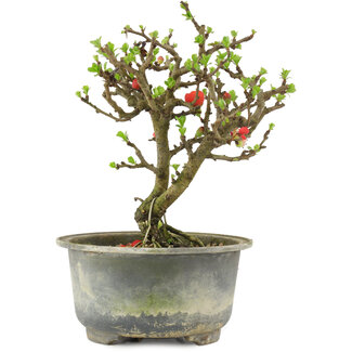 Chaenomeles speciosa, 16 cm, ± 9 Jahre alt