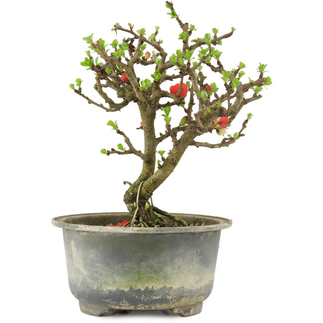 Chaenomeles speciosa, 16 cm, ± 9 jaar oud, met rode bloemen en geel fruit