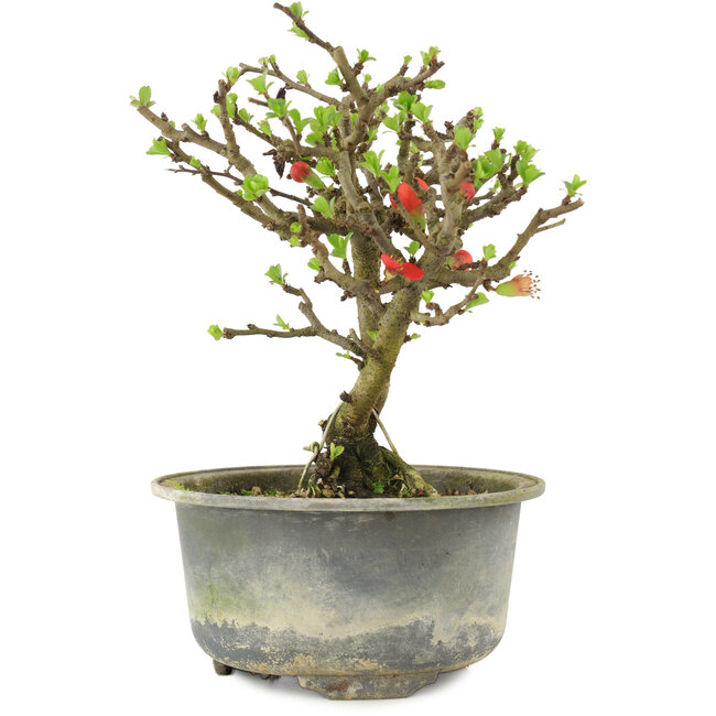 Chaenomeles speciosa, 16 cm, ± 9 ans, à fleurs rouges et fruits jaunes