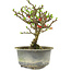 Chaenomeles speciosa, 16 cm, ± 9 jaar oud, met rode bloemen en geel fruit