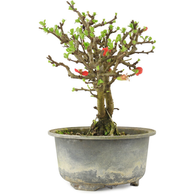Chaenomeles speciosa, 16 cm, ± 9 ans, à fleurs rouges et fruits jaunes