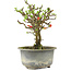 Chaenomeles speciosa, 16 cm, ± 9 jaar oud, met rode bloemen en geel fruit