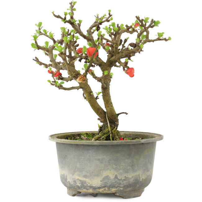 Chaenomeles speciosa, 16 cm, ± 9 jaar oud, met rode bloemen en geel fruit