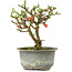 Chaenomeles speciosa, 16 cm, ± 9 anni, con fiori rossi e frutti gialli