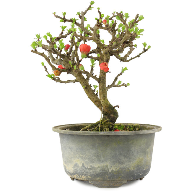 Chaenomeles speciosa, 16 cm, ± 9 años, con flores rojas y frutos amarillos